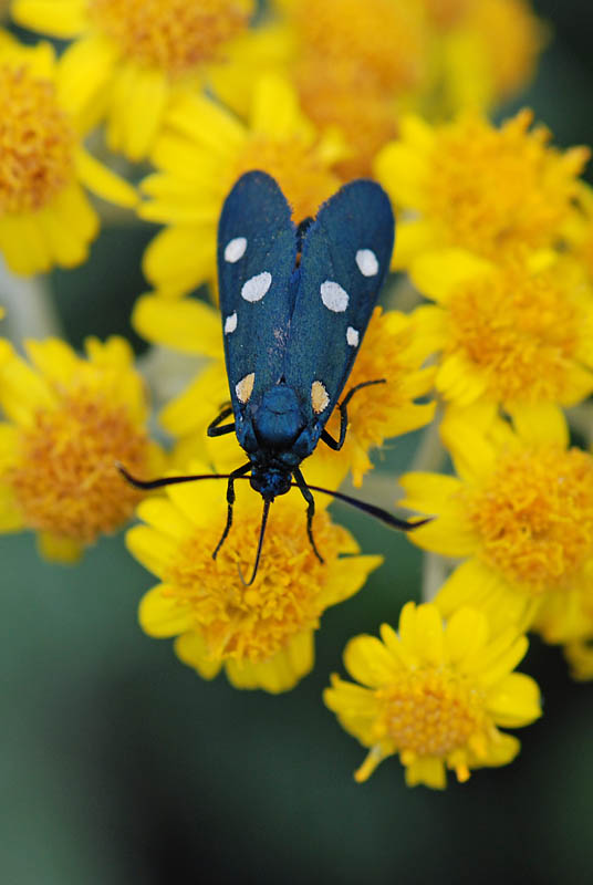 Zygaena ephialtes